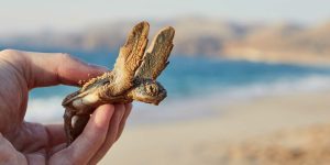 سفرنامه‌ها و تجربیات سفر به عمان